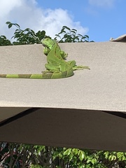 Iguana iguana