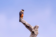 Falco rufigularis
