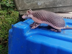 Cabassous unicinctus