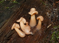 Cudoniaceae