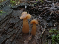 Cudoniaceae