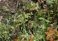 Phalaris californica