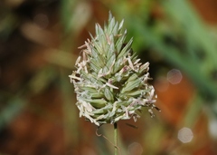 Phalaris californica
