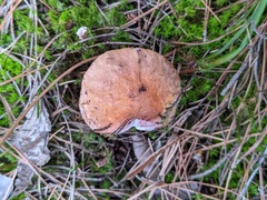 Chroogomphus rutilus