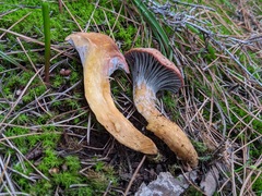 Chroogomphus rutilus