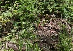 Phalaris californica