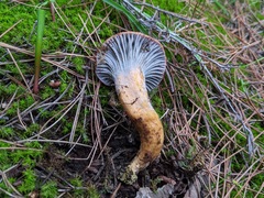 Chroogomphus rutilus