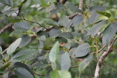Alnus sieboldiana