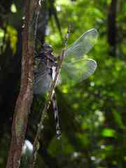 Gynacantha membranalis
