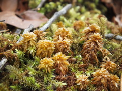 Sphagnum perichaetiale