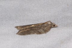 Acleris effractana