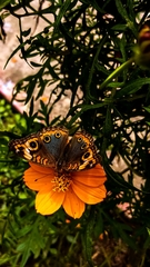 Junonia