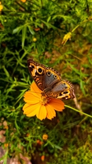 Junonia