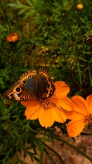Junonia