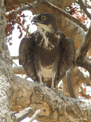 Macheiramphus alcinus anderssoni