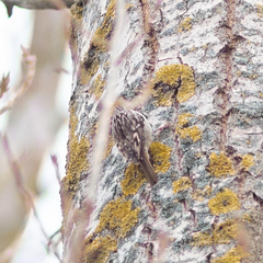 Certhia brachydactyla