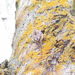 Certhia brachydactyla