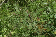 Vicia gigantea