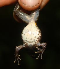 Phrynobatrachus plicatus