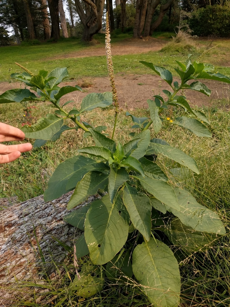 Phytolacca heterotepala H.Walter