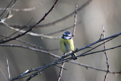 Cyanistes caeruleus