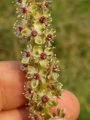 Phytolacca heterotepala