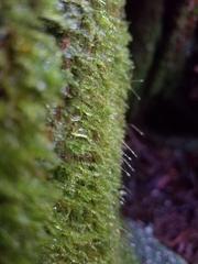 Tetraphis geniculata