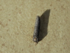 Lepidoptera