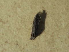 Lepidoptera