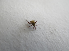 Notholopus