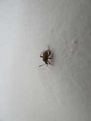 Notholopus