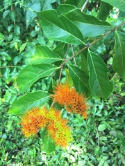 Combretum farinosum