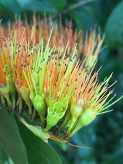 Combretum farinosum
