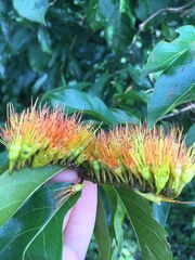 Combretum farinosum