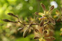 Encyclia alata