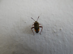 Notholopus