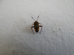 Notholopus