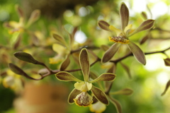 Encyclia alata