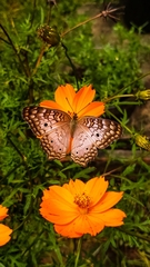 Anartia jatrophae