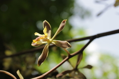 Encyclia alata