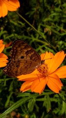 Anartia jatrophae