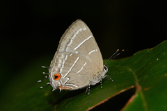 Lamprospilus bicolor
