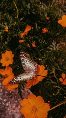 Anartia jatrophae