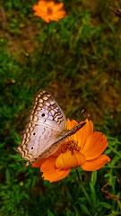 Anartia jatrophae