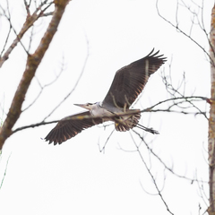 Ardea cinerea