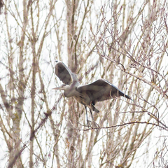 Ardea cinerea