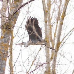 Ardea cinerea