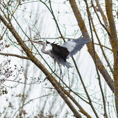 Ardea cinerea
