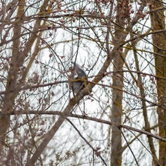 Ardea cinerea