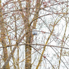 Ardea cinerea